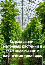 Выращивание маточных растений и саженцев вишни в пленочных теплицах.